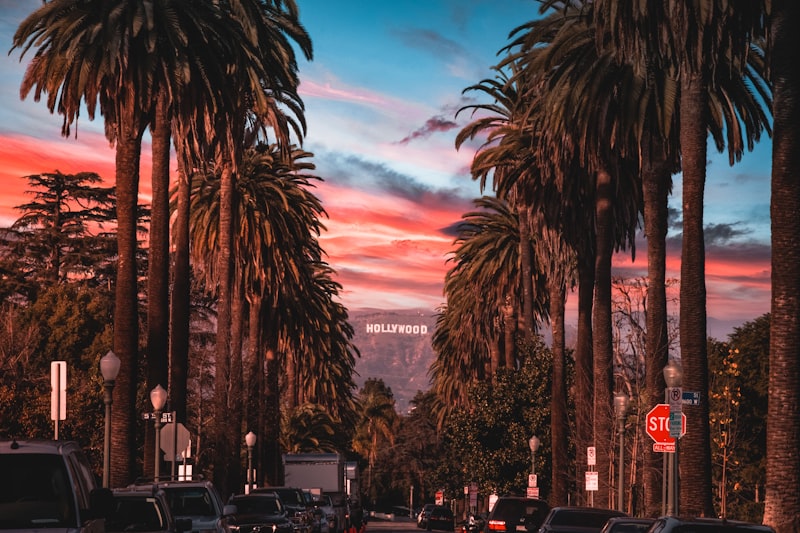 Los Angeles palm trees